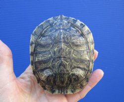 4 by 3-3/8 inches Red Eared Slider Turtle Shell - Buy this one for $17.99