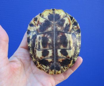4 by 3-3/8 inches Red Eared Slider Turtle Shell - Buy this one for $17.99