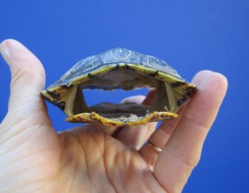4 by 3-3/8 inches Red Eared Slider Turtle Shell - Buy this one for $17.99