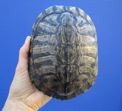 6-5/8 by 5-1/4 inches Red Eared Slider Turtle Shell - Buy this one for $21.99