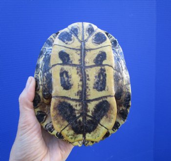 6-5/8 by 5-1/4 inches Red Eared Slider Turtle Shell - Buy this one for $21.99