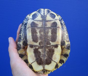 5-1/2 by 4-5/8 inches Red Eared Slider Turtle Shell - Buy this one for $19.99