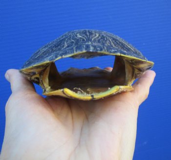 5-1/2 by 4-5/8 inches Red Eared Slider Turtle Shell - Buy this one for $19.99