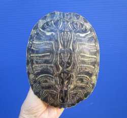 6-3/4 by 5-3/8 inches Red Eared Slider Turtle Shell - Buy this one for $21.99