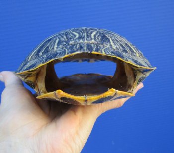 6-3/4 by 5-3/8 inches Red Eared Slider Turtle Shell - Buy this one for $21.99