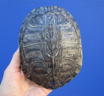 5-7/8 by 4-5/8 inches Red Eared Slider Turtle Shell - Buy this one for $19.99