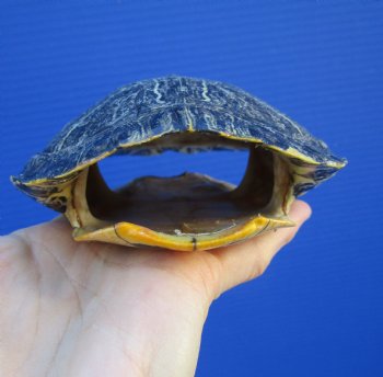 5-7/8 by 4-5/8 inches Red Eared Slider Turtle Shell - Buy this one for $19.99