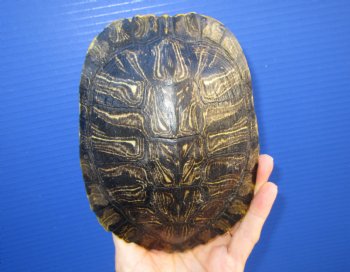 6-1/2 by 5 inches Red Eared Slider Turtle Shell - Buy this one for $21.99