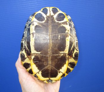 6-1/2 by 5 inches Red Eared Slider Turtle Shell - Buy this one for $21.99