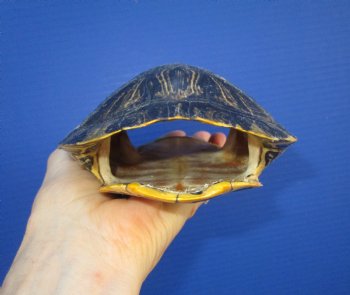 6-1/2 by 5 inches Red Eared Slider Turtle Shell - Buy this one for $21.99