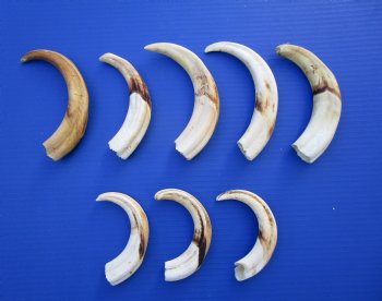1.56 Pounds (8 pieces) of Warthog Tusks, 6-1/2 to 8-3/4 inches - Buy these for $95.60