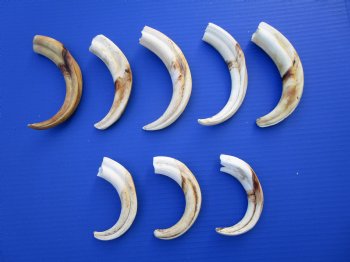 1.56 Pounds (8 pieces) of Warthog Tusks, 6-1/2 to 8-3/4 inches - Buy these for $95.60