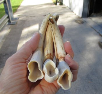 1.56 Pounds (8 pieces) of Warthog Tusks, 6-1/2 to 8-3/4 inches - Buy these for $95.60