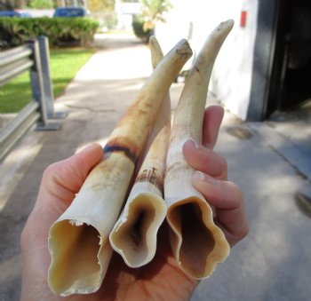 1.56 Pounds (8 pieces) of Warthog Tusks, 6-1/2 to 8-3/4 inches - Buy these for $95.60