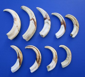 1.54 Pounds (9 pieces) of Warthog Tusks, 6 to 8-1/4 inches - Buy these for $94.40