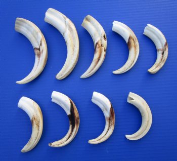 1.54 Pounds (9 pieces) of Warthog Tusks, 6 to 8-1/4 inches - Buy these for $94.40
