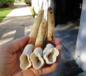 1.54 Pounds (9 pieces) of Warthog Tusks, 6 to 8-1/4 inches - Buy these for $94.40