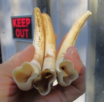 1.54 Pounds (9 pieces) of Warthog Tusks, 6 to 8-1/4 inches - Buy these for $94.40