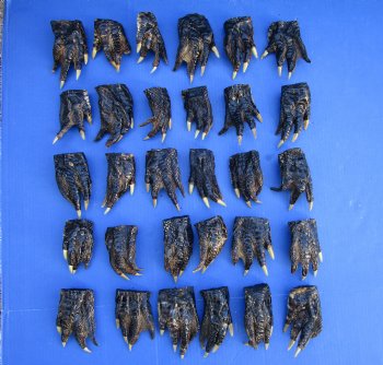3 to 5 inches Bulk Louisiana Alligator Feet for Crafts, Sealed with Shiny Polyurethane  - Buy these 30 for $3.166 each