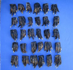 3 to 5 inches Bulk Louisiana Alligator Feet for Crafts, Sealed with Shiny Polyurethane  - Buy these 30 for $3.166 each