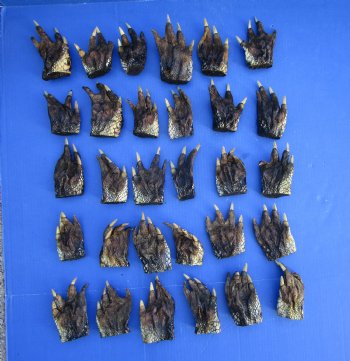 3 to 5 inches Bulk Louisiana Alligator Feet for Crafts, Sealed with Shiny Polyurethane  - Buy these 30 for $3.166 each