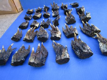 3 to 5 inches Bulk Louisiana Alligator Feet for Crafts, Sealed with Shiny Polyurethane  - Buy these 30 for $3.166 each