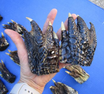 3 to 5 inches Bulk Louisiana Alligator Feet for Crafts, Sealed with Shiny Polyurethane  - Buy these 30 for $3.166 each