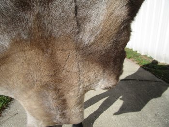 46 by 36 inches Finland Reindeer Hide, Skin, Fur, Without Legs, Grade B  - Buy this one for $94.99