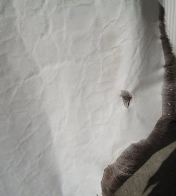 46 by 36 inches Finland Reindeer Hide, Skin, Fur, Without Legs, Grade B  - Buy this one for $94.99