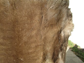 47 by 36 inches Finland Reindeer Hide, Skin, Fur, Without Legs, Grade B  - Buy this one for $94.99