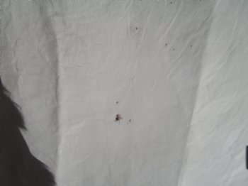 47 by 36 inches Finland Reindeer Hide, Skin, Fur, Without Legs, Grade B  - Buy this one for $94.99