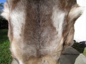 45 by 34 inches Finland Reindeer Hide, Skin, Fur, Without Legs, Grade B  - Buy this one for $94.99