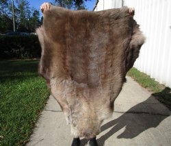 48 by 35 inches Finland Reindeer Hide, Skin, Fur, Without Legs, Grade B  - Buy this one for $94.99