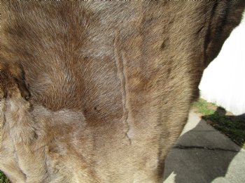 48 by 35 inches Finland Reindeer Hide, Skin, Fur, Without Legs, Grade B  - Buy this one for $94.99