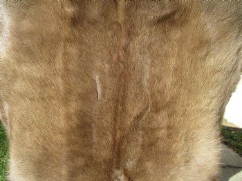 47 by 37 inches Finland Reindeer Hide, Skin, Fur, Without Legs, Grade B  - Buy this one for $94.99