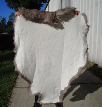47 by 37 inches Finland Reindeer Hide, Skin, Fur, Without Legs, Grade B  - Buy this one for $94.99