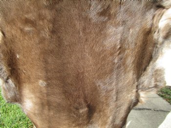 Finland Reindeer Hide, Skin, Without Legs, with Brown, Tan, Gray and White Fur, 47 by 36 inches - Buy this one for $109.99