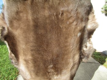 Finland Reindeer Hide, Skin, Without Legs, with Deep Brown and Tan Fur, 47 by 35 inches - Buy this one for $109.99