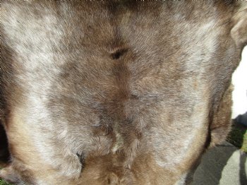 Finland Reindeer Hide, Skin, Without Legs, with Brown, Tan, Gray and White Fur, 44 by 41 inches - Buy this one for $109.99