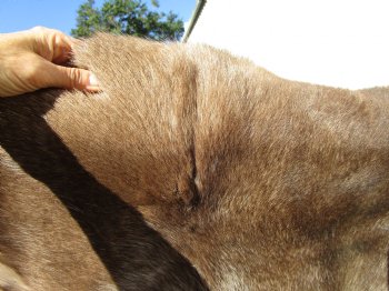 Finland Reindeer Hide, Skin, Without Legs, with Brown, Tan, Gray and White Fur, 44 by 41 inches - Buy this one for $109.99