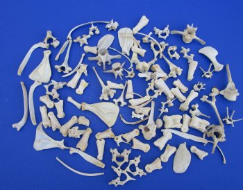 100 Assorted Small Animal Bones 1 to 4 inches, Raccoon, Opossum, Wild Boar Bones - Buy these for .45 each