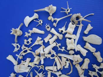 100 Assorted Small Animal Bones 1 to 4 inches, Raccoon, Opossum, Wild Boar Bones - Buy these for .45 each