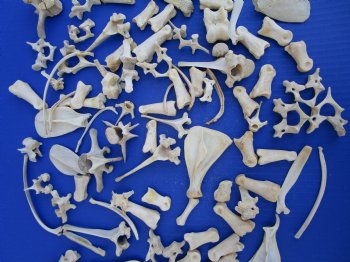 100 Assorted Small Animal Bones 1 to 4 inches, Raccoon, Opossum, Wild Boar Bones - Buy these for .45 each