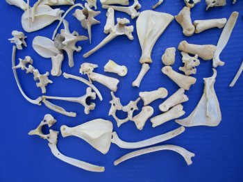 100 Assorted Small Animal Bones 1 to 4 inches, Raccoon, Opossum, Wild Boar Bones - Buy these for .45 each