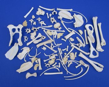 100 Assorted Small Animal Bones 1/2 to 4-1/2 inches, Raccoon, Opossum, Wild Boar Bones - Buy these for .45 each