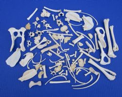 100 Assorted Small Animal Bones 1/2 to 4-1/2 inches, Raccoon, Opossum, Wild Boar Bones - Buy these for .45 each