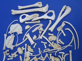 100 Assorted Small Animal Bones 1/2 to 4-1/2 inches, Raccoon, Opossum, Wild Boar Bones - Buy these for .45 each