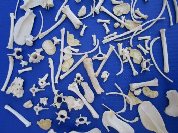 100 Assorted Small Animal Bones 1/2 to 4-1/2 inches, Raccoon, Opossum, Wild Boar Bones - Buy these for .45 each