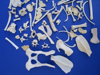 100 Assorted Small Animal Bones 1/2 to 4-1/2 inches, Raccoon, Opossum, Wild Boar Bones - Buy these for .45 each