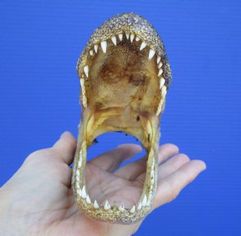 5-1/2 inches Small Taxidermy Alligator Head Souvenir - Buy this one for $14.99